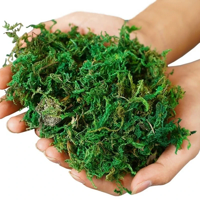 800G Dry Real Green Moss Decor - Sphagnum Moss Dry recension och pris