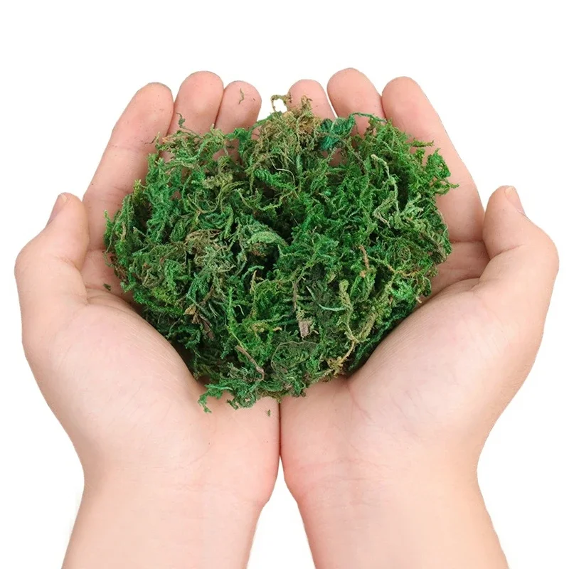 800G Dry Real Green Moss Decor - Sphagnum Moss Dry recension och pris