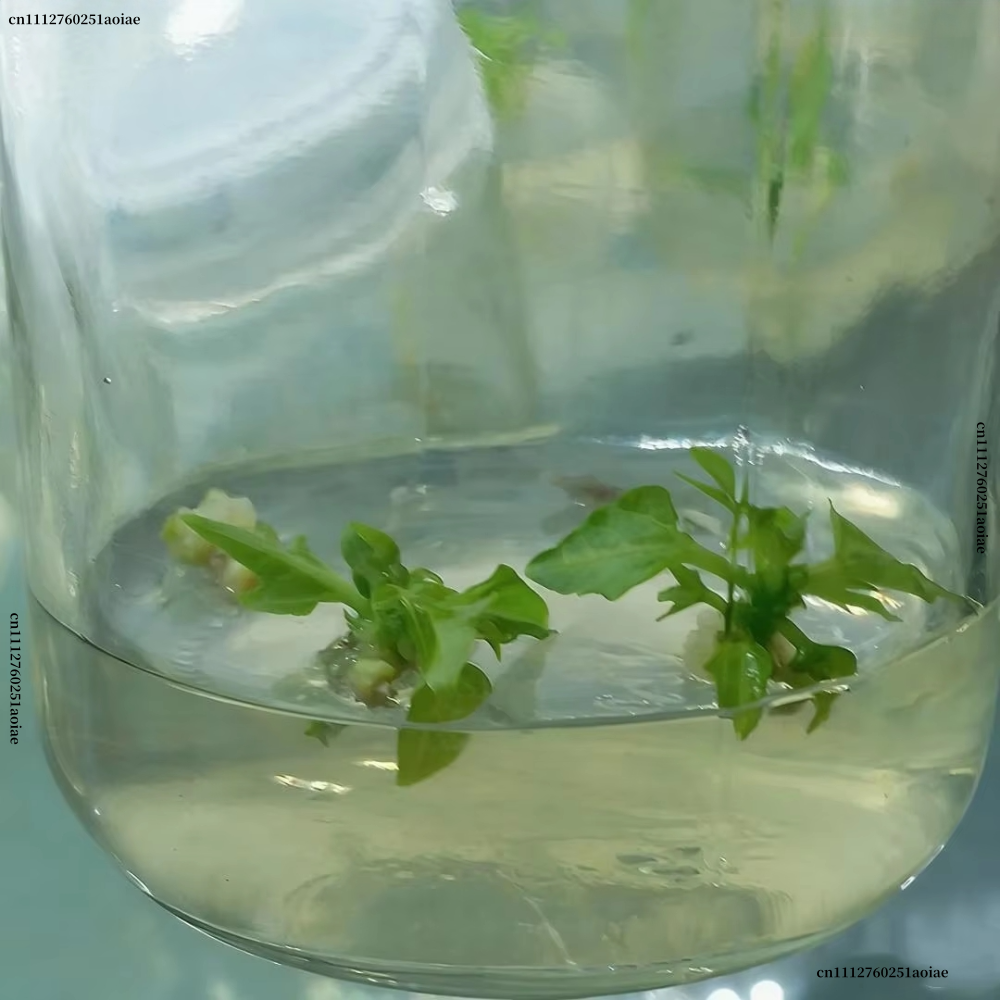 Plant Tissue Culture Agar Powd - Agar Tissue Culture recension och pris
