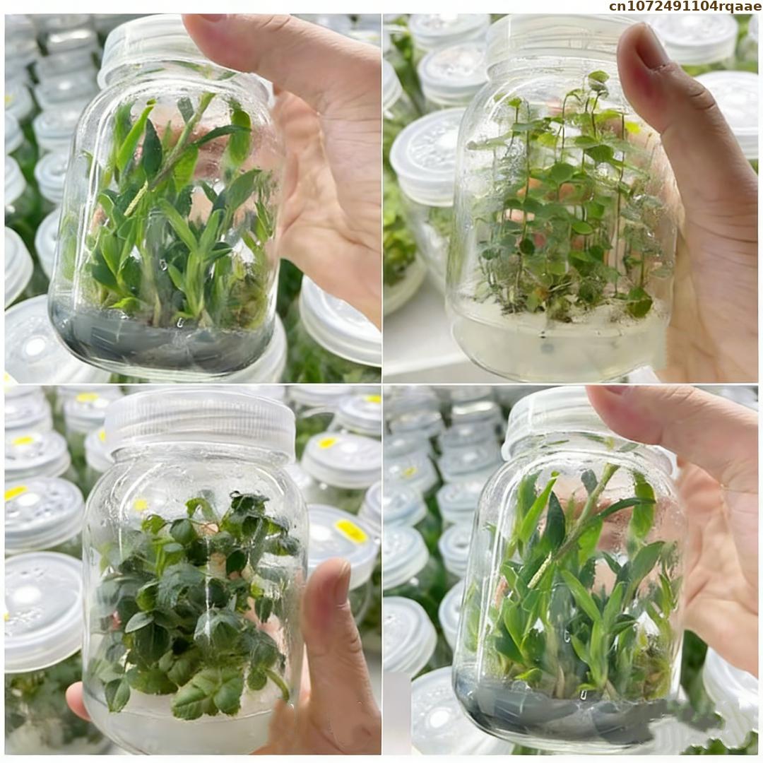 Premium Plant Tissue Culture A - Agar Tissue Culture recension och pris