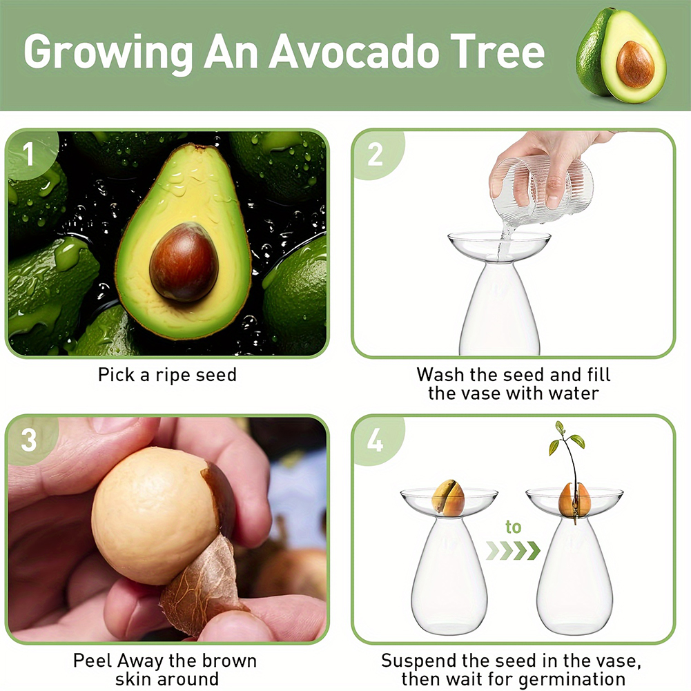 Avocado Seed Starter Hydroponi - Propagation Station Vase recension och pris