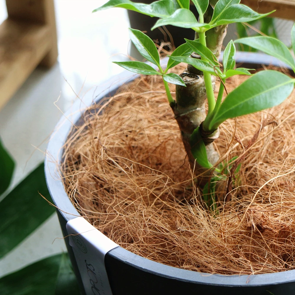 Natural Coconut Husk Fiber Flo - Sphagnum Moss Dry recension och pris