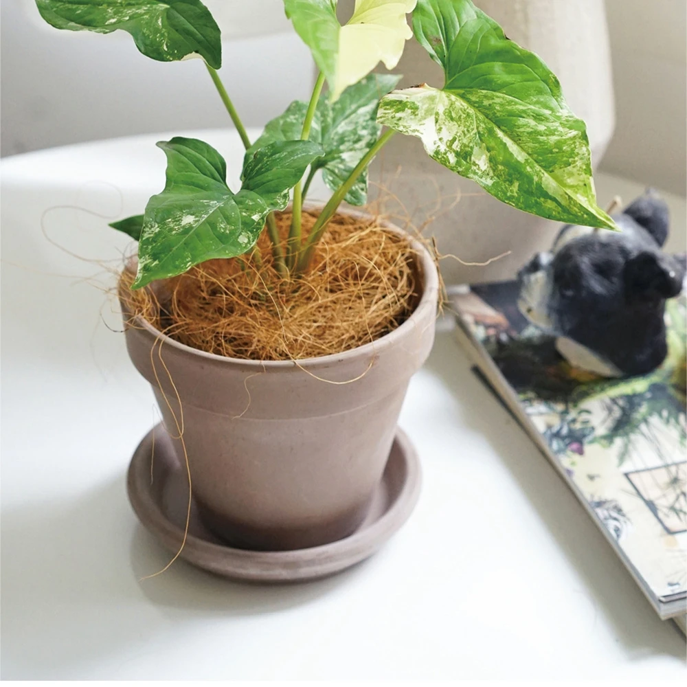 Natural Coconut Husk Fiber Flo - Sphagnum Moss Dry recension och pris
