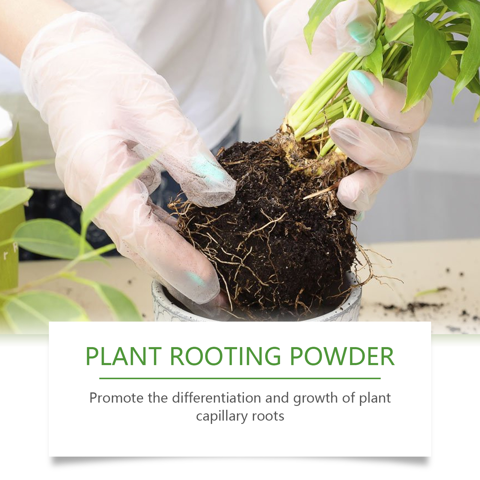 100g Plant Rooting Powder for  - Rooting Hormone Powder recension och pris